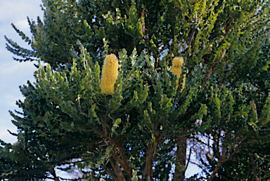 APII jpeg image of Banksia grandis  © contact APII