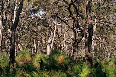 APII jpeg image of Xanthorrhoea preissii  © contact APII