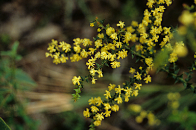 APII jpeg image of Acacia divergens  © contact APII