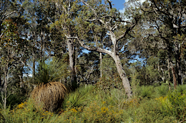 APII jpeg image of Xanthorrhoea preissii  © contact APII