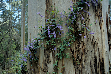 APII jpeg image of Hardenbergia comptoniana  © contact APII