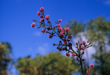 APII jpeg image of Kunzea recurva  © contact APII