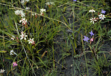 APII jpeg image of Utricularia multifida  © contact APII