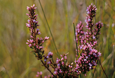 APII jpeg image of Andersonia caerulea  © contact APII