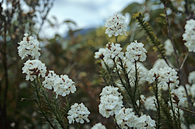 APII jpeg image of Sphenotoma dracophylloides  © contact APII