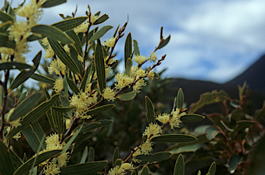 APII jpeg image of Grevillea diversifolia  © contact APII