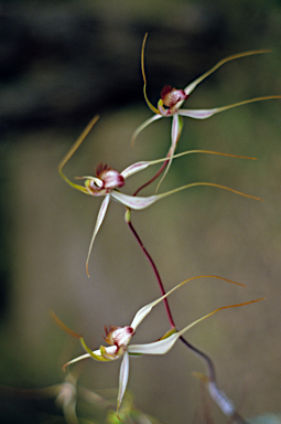 APII jpeg image of Caladenia longiclavata  © contact APII