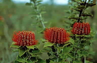 APII jpeg image of Banksia coccinea  © contact APII