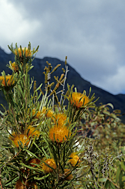 APII jpeg image of Banksia formosa  © contact APII