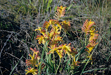 APII jpeg image of Anigozanthos humilis  © contact APII