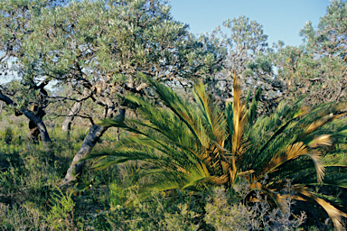 APII jpeg image of Macrozamia fraseri  © contact APII