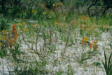 APII jpeg image of Anigozanthos humilis  © contact APII