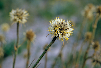 APII jpeg image of Dasypogon obliquifolius  © contact APII