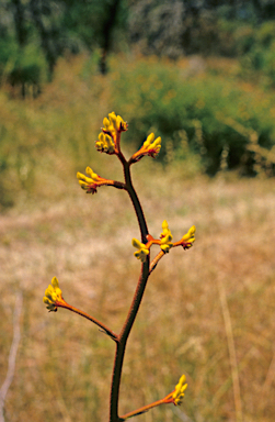 APII jpeg image of Anigozanthos pulcherrimus  © contact APII