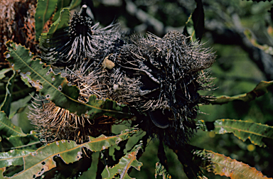 APII jpeg image of Banksia menziesii  © contact APII