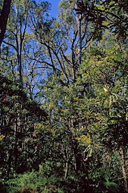 APII jpeg image of Banksia grandis  © contact APII