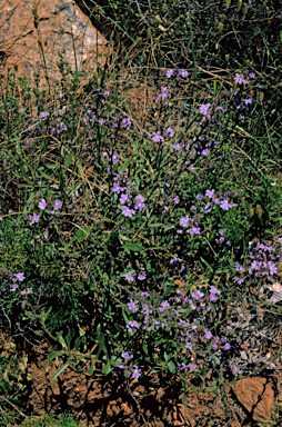 APII jpeg image of Scaevola glandulifera  © contact APII