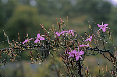 APII jpeg image of Thysanotus dichotomus  © contact APII