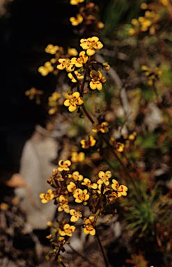 APII jpeg image of Stylidium dichotomum  © contact APII