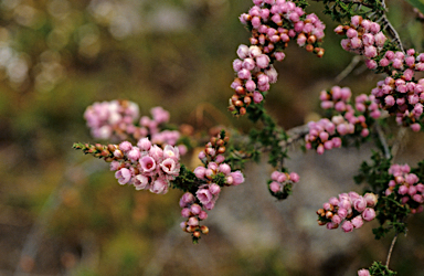 APII jpeg image of Verticordia densiflora  © contact APII