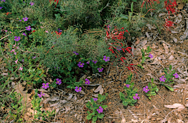 APII jpeg image of Scaevola calliptera  © contact APII