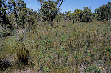 APII jpeg image of Xanthorrhoea preissii  © contact APII