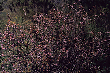 APII jpeg image of Babingtonia camphorosmae  © contact APII