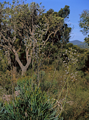 APII jpeg image of Stirlingia anethifolia  © contact APII