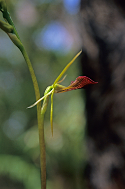 APII jpeg image of Cryptostylis ovata  © contact APII