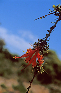 APII jpeg image of Lambertia ericifolia  © contact APII