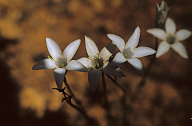 APII jpeg image of Orianthera campanulata  © contact APII