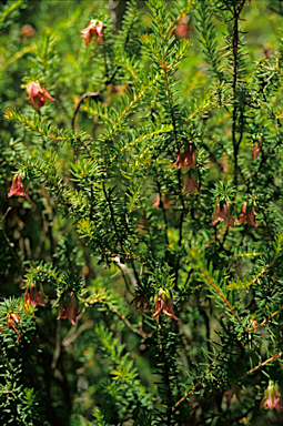 APII jpeg image of Darwinia leiostyla  © contact APII