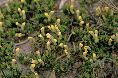 APII jpeg image of Lechenaultia tubiflora  © contact APII