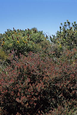 APII jpeg image of Banksia attenuata  © contact APII