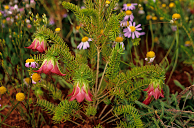 APII jpeg image of Darwinia leiostyla  © contact APII