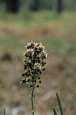 APII jpeg image of Stirlingia latifolia  © contact APII