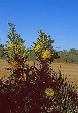 APII jpeg image of Banksia armata  © contact APII