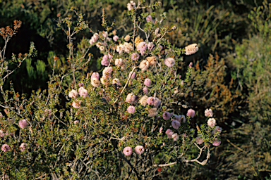 APII jpeg image of Melaleuca subfalcata  © contact APII