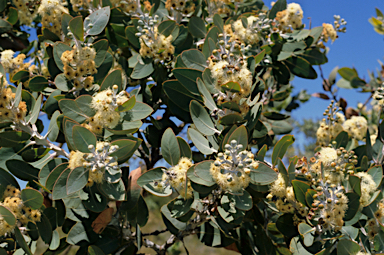 APII jpeg image of Eucalyptus pleurocarpa  © contact APII