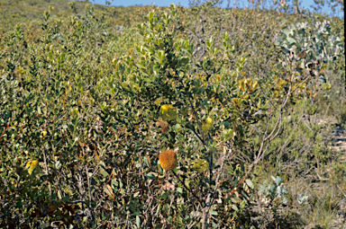 APII jpeg image of Banksia lemanniana  © contact APII