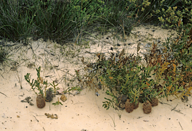 APII jpeg image of Banksia repens  © contact APII