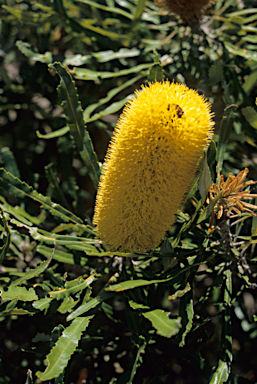 APII jpeg image of Banksia attenuata  © contact APII