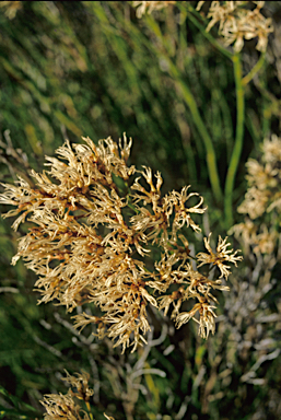 APII jpeg image of Conospermum teretifolium  © contact APII