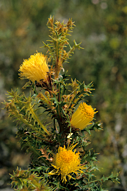 APII jpeg image of Banksia falcata  © contact APII