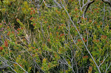 APII jpeg image of Adenanthos venosus  © contact APII