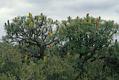 APII jpeg image of Banksia attenuata  © contact APII