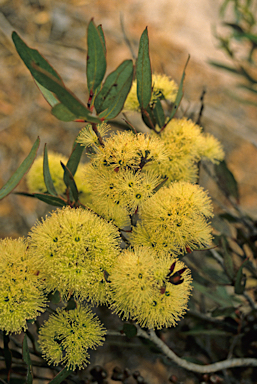 APII jpeg image of Eucalyptus macrandra  © contact APII