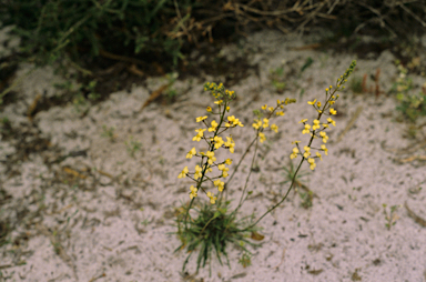 APII jpeg image of Stylidium diuroides  © contact APII