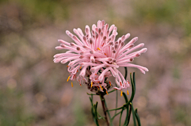 APII jpeg image of Isopogon dubius  © contact APII