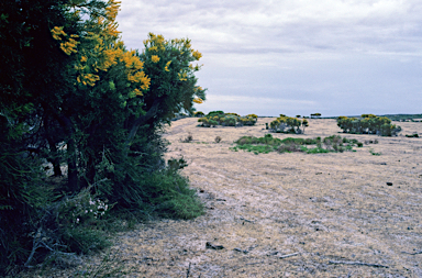 APII jpeg image of Nuytsia floribunda  © contact APII